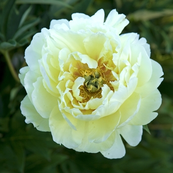 Multiple Colors - Peony 'Itoh' Variety Multiple Colors - Peony 'Itoh' Variety