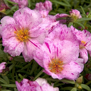 'Samba' Peppermint - Portulaca 'Samba' Peppermint - Portulaca