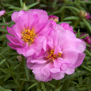 'Samba' Pink - Portulaca 'Samba' Pink - Portulaca