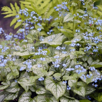 Brunnera macrophylla - 'Jack Frost' Brunnera Brunnera macrophylla - 'Jack Frost' Brunnera