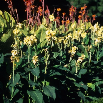 Multiple Colors - Canna Lily Multiple Colors - Canna Lily