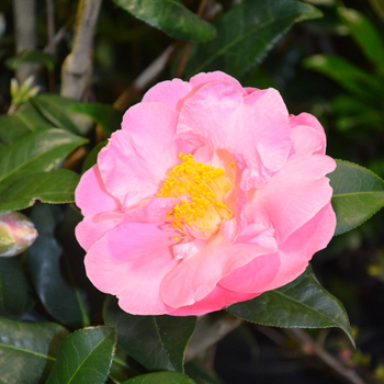 'Pink Icicle - Camellia japonica
