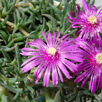 Delosperma cooperi - Ice Plant Delosperma cooperi - Ice Plant
