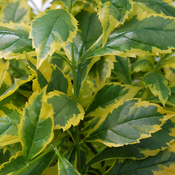 'Gold Edge' - Duranta 'Gold Edge' - Duranta
