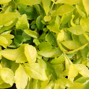 'Gold' - Duranta 'Gold' - Duranta