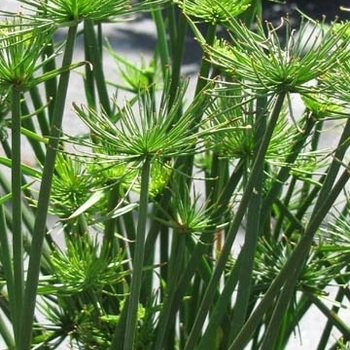 Cyperus haspans - Dwarf Papyrus Cyperus haspans - Dwarf Papyrus