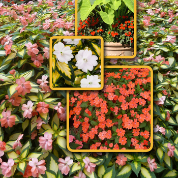 Impatiens - SunPatiens&reg; Mix