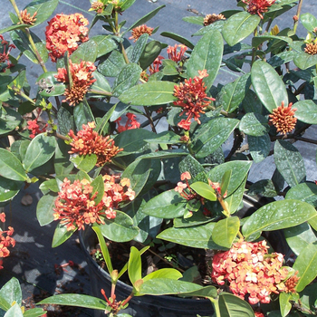 Multiple Colors - Ixora Multiple Colors - Ixora