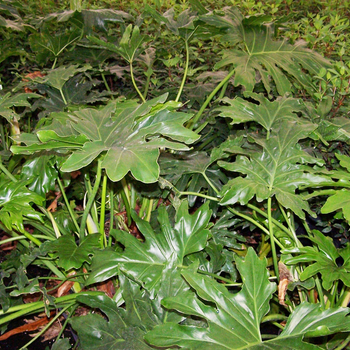 Philodendron selloum - Philodendron Philodendron selloum - Philodendron