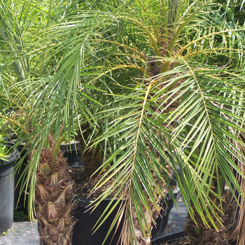 Phoenix roebelenii - Pygmy Date Palm Phoenix roebelenii - Pygmy Date Palm