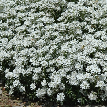 Iberis sempervirens - Candytuft