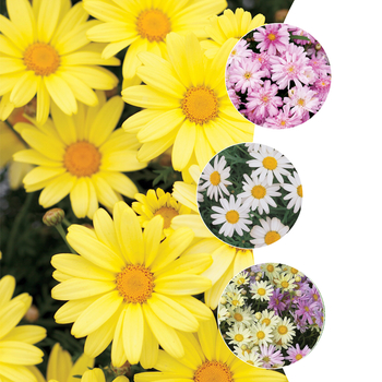 Argyranthemum - Marguerite Daisy, Assorted