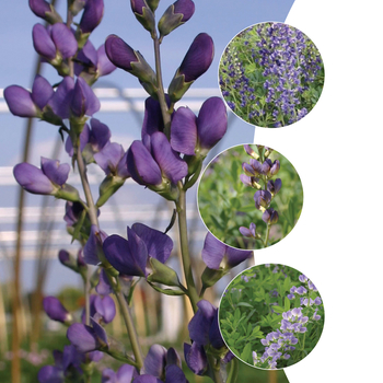 Baptisia - False Indigo, Assorted