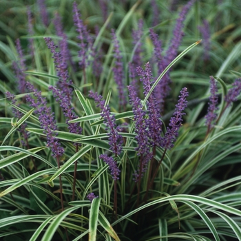 'Variegated' - Liriope 'Variegated' - Liriope