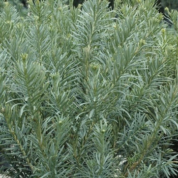 'Fastigiata' - Japanese Plum Yew 'Fastigiata' - Japanese Plum Yew