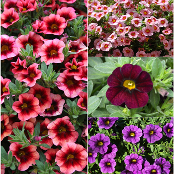 Asst. Colors Hanging Basket - Million Bells Asst. Colors Hanging Basket - Million Bells