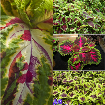 Multiple Colors - Coleus 'Kong' Variety Multiple Colors - Coleus 'Kong' Variety