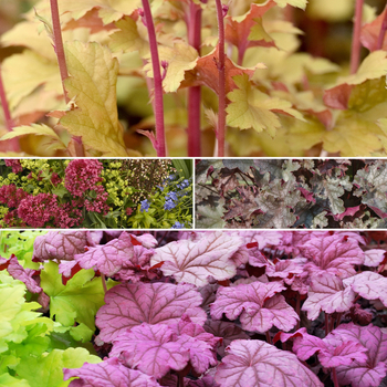Assorted Varieties - Heuchera Coral Bells Assorted Varieties - Heuchera Coral Bells