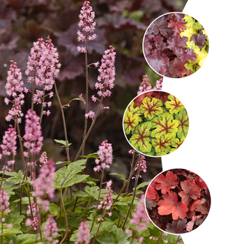 assorted varieties - Heucherella 'foamy bells' assorted varieties - Heucherella 'foamy bells'