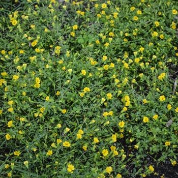 'Magic Carpet™' Yellow - Mecardonia 'Magic Carpet™' Yellow - Mecardonia