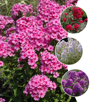 Assorted Varieties - Phlox paniculata Assorted Varieties - Phlox paniculata