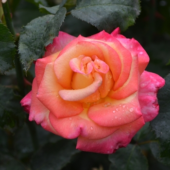 Grandiflora - Rose 'Dream Come True' Grandiflora - Rose 'Dream Come True'