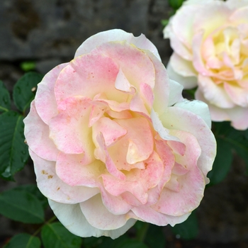Rosa - 'Gold Medal®' Rose