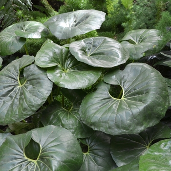Farfugium japonicum - Tractor Seat plant