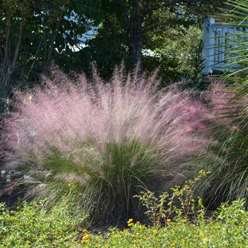 Muhlenbergia capillaris - Muhlygrass