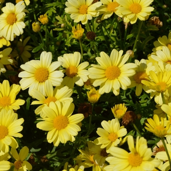 Argyranthemum frutescens - 'Butterfly' Marguerite Daisy