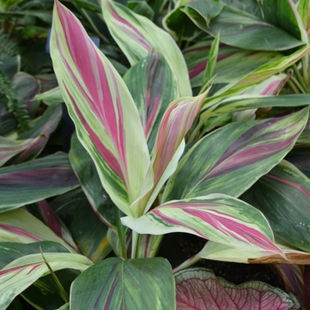  - Cordyline 'Exotica'