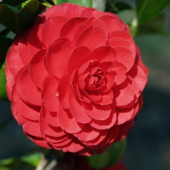 'Black Tie' - Camellia japonica