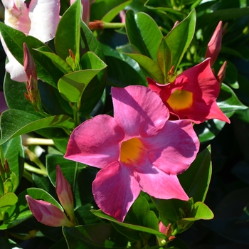 Multiple Colors - Dipladenia Multiple Colors - Dipladenia
