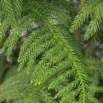 Araucaria heterophylla - Norfolk Island Pine Araucaria heterophylla - Norfolk Island Pine