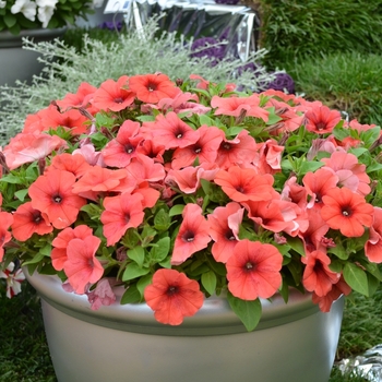 'Perfectunia® Mandarin' - Petunia 'Perfectunia® Mandarin' - Petunia