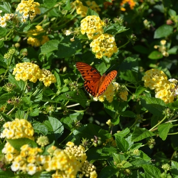 'Chapel Hill Yellow' - Lantana 'Chapel Hill Yellow' - Lantana