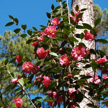 'Crimson Candles' - Camellia 'Crimson Candles' - Camellia