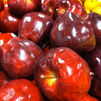 Malus domestica - 'Red Delicious' Apple Malus domestica - 'Red Delicious' Apple