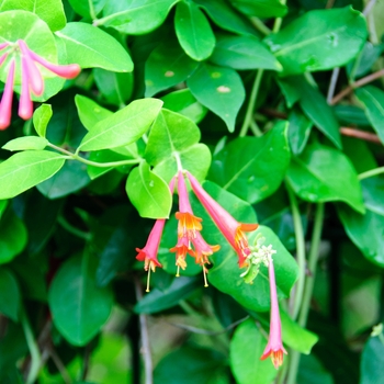 Lonicera sempervirens - ''Major Wheeler'' Honeysuckle Vine