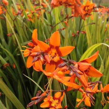 Crocosmia - 'Emily Mckenzie' Monbretia