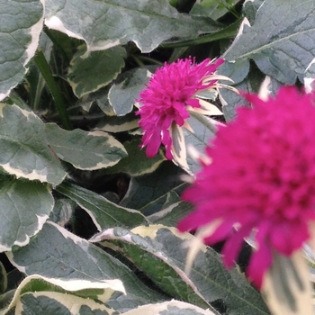 Knautia macedonica - 'Thunder and Lightning' Knautia macedonica - 'Thunder and Lightning'