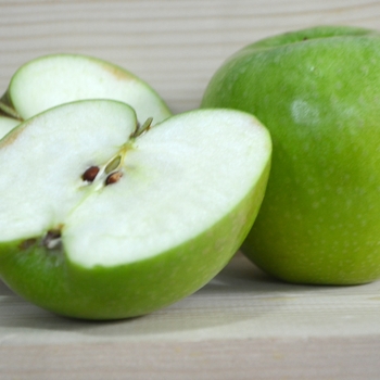 Malus domestica - 'Granny Smith' Apple Malus domestica - 'Granny Smith' Apple