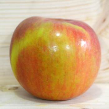 Malus domestica - 'Fuji' Apple Malus domestica - 'Fuji' Apple