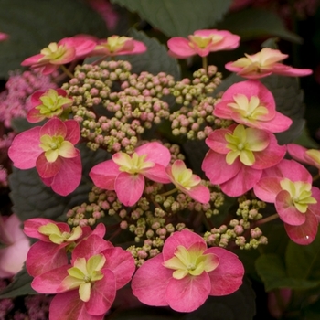 Hydrangea serrata - 'Tuff Stuff&trade;' Mountain Hydrangea
