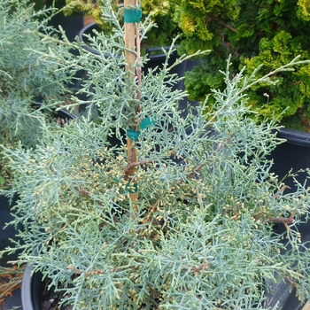 Cupressus arizonica - 'Carolina Sapphire' Arizona Cypress