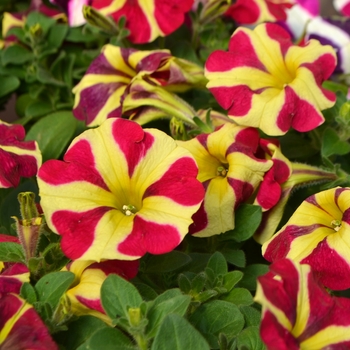 Multiple Colors - Petunia 'Amore™' Variety Multiple Colors - Petunia 'Amore™' Variety