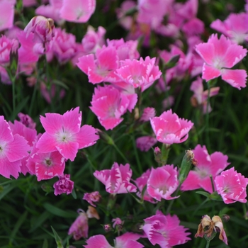  - Dianthus pink