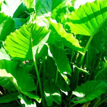Alocasia - 'California' Elephant Ear Alocasia - 'California' Elephant Ear