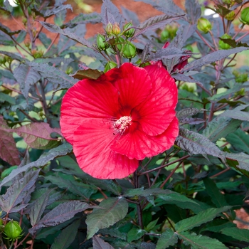 'Midnight Marvel' - Hibiscus 'Midnight Marvel' - Hibiscus