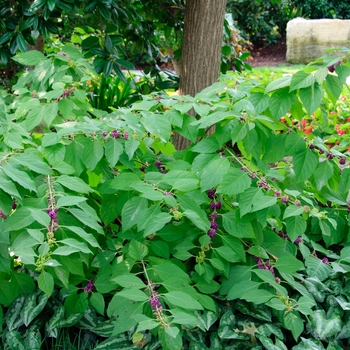 Callicarpa americana - Beautyberry Callicarpa americana - Beautyberry